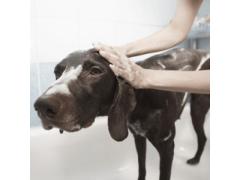 Viaggiare senza pensieri: il servizio di pet sitting a Rovellasca che ti offre tranquillità!