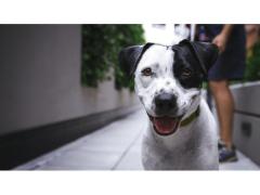Viaggiare senza pensieri: il servizio di pet sitting a Rovellasca che ti offre tranquillità!