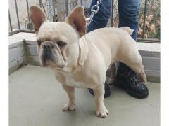 Bouledogue Francese Esotico Disponibile Per Monta