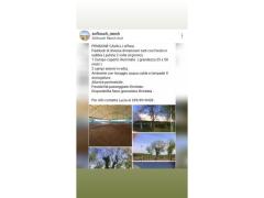 Pensione cavallo