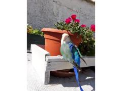 pettorine per pappagalli