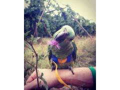 pettorine per pappagalli