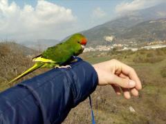 pettorine per pappagalli
