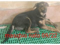 CUCCIOLI IN CANILE  TAGLIA MEDIA