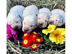 Labrador Retriever  biondi