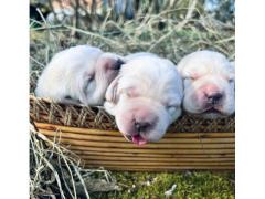 Labrador Retriever  biondi
