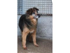 GIOTTO 16 ANNI SIMIL PASTORE TEDESCO IN CANILE  