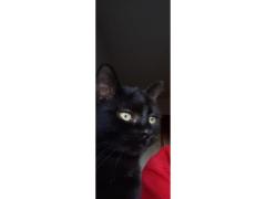 GATTINA 9 MESI