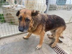 INDIA PASTORE TEDESCO 12 ANNI IN CANILE