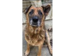 INDIA PASTORE TEDESCO 12 ANNI IN CANILE