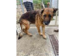 INDIA PASTORE TEDESCO 12 ANNI IN CANILE