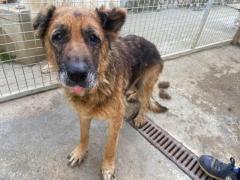 INDIA PASTORE TEDESCO 12 ANNI IN CANILE