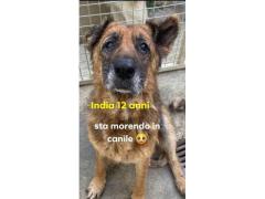 INDIA PASTORE TEDESCO 12 ANNI IN CANILE