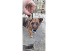 INDIA PASTORE TEDESCO 12 ANNI IN CANILE