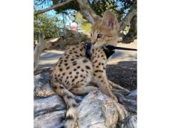 disponibile gattino savannah, caracal, serval