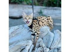 disponibile gattino savannah, caracal, serval