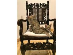 disponibile gattino savannah, caracal, serval