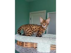 disponibile gattino savannah, caracal, serval