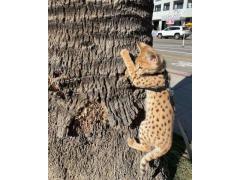 disponibile gattino savannah, caracal, serval