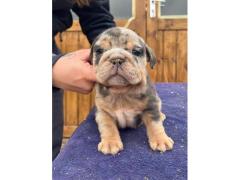 Bulldog inglesi esotici