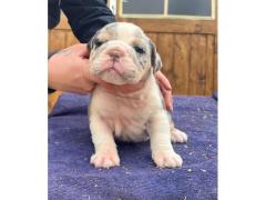 Bulldog inglesi esotici