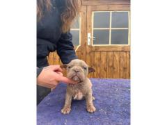 Bulldog inglesi esotici