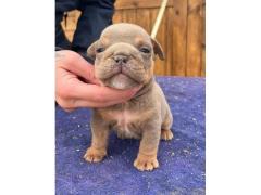 Bulldog inglesi esotici