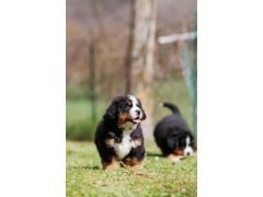 Cuccioli Bovaro del Bernese con Pedigree