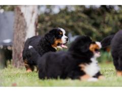 Cuccioli Bovaro del Bernese con Pedigree