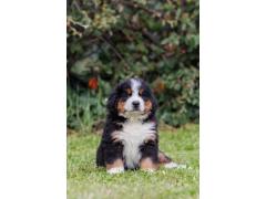 Cuccioli Bovaro del Bernese con Pedigree