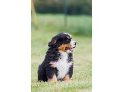 Cuccioli Bovaro del Bernese con Pedigree