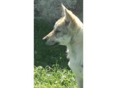 Cucciolo cane lupo cecoslovacco