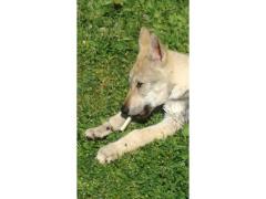 Cucciolo cane lupo cecoslovacco