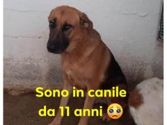BALDO PASTORE TEDESCO 11 ANNI IN CANILE  