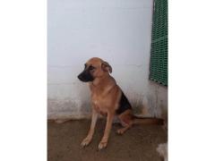 BALDO PASTORE TEDESCO 11 ANNI IN CANILE  