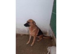 BALDO PASTORE TEDESCO 11 ANNI IN CANILE  