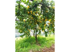 Limoni -Costiera Amalfitana _Tramonti (SA)