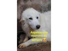 ISA MAREMMANA 8 ANNI IN CANILE DA SEMPRE