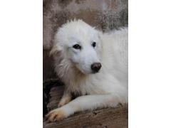 ISA MAREMMANA 8 ANNI IN CANILE DA SEMPRE