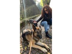 Dog sitter, pet sitter, passeggiate cani, MEDA