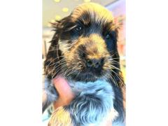 cuccioli cocker spaniel inglese roani