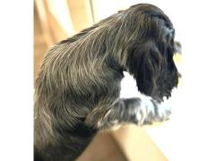 cuccioli cocker spaniel inglese roani