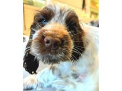 cuccioli cocker spaniel inglese roani