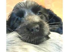 cuccioli cocker spaniel inglese roani