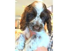 cuccioli cocker spaniel inglese roani