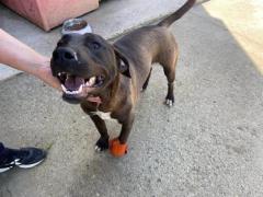 GREG 2 ANNI SIMIL LABRADOR ORA E’ IN CANILE