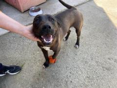 GREG 2 ANNI SIMIL LABRADOR ORA E’ IN CANILE
