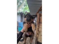 Cuccioli di pastore tedesco