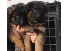 Cuccioli di pastore tedesco