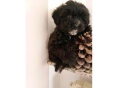 Cuccioli maltiphoo toy